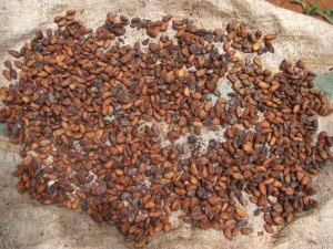 Gleich am Anfang der Wanderung - Kakaobohnen zum Trocknen