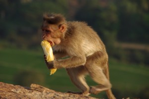 Schnell weg bevor mir jemand MEINE Banane wegnimmt