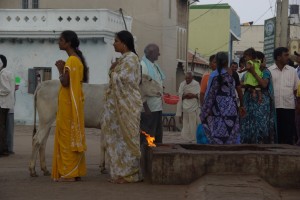 betende Pilger vor dem Tempel (und ueberall die heiligen Kuehe :-))