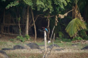 Schoene Vogelwelt am Strand - hier der Koenigsfischer in wundserschoenem Braun-Blau