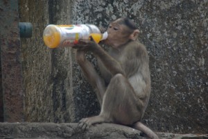 Da soll noch jemand sagen Affen sind nicht intelligent und lernfaehig - zumindest wenns ums Essen (und Trinken) geht :-)