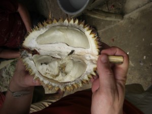 ...noch eine exotische Frucht, die Durian (Jackfruit). Extrem fetthaltig und schmeckt nach einer Mischung aus Zwiebel und Knoblauch. Die Einheimischen lieben sie, Touristen (wir eingeschlossen) weniger...