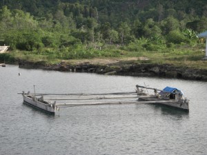 Das traditionelle Transportmittel auf den Togeans - den Ausleger braucht es, weil die Boote möglichst flach sein sollen für die Riffe