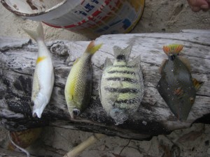 ...uns tat das Herz weh als wir die wunderschönen Fische assen - aber gewöhnliche Fische gibt es hier keine....