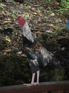 Unser Inselhaustier, ein Gockel. Dem Vieh war gar nicht wohl als er dem auch auf der Insel heimischen Waran begegnete - unter wildem Gekreische flüchtete er in die Küche und rührte sich lange nicht mehr von dort :-)