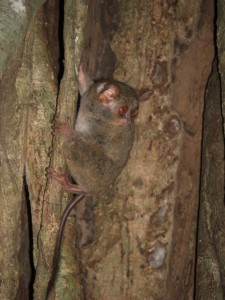 ..Sie haben ca die größe einer MAus, aber sind enorm Flink. Sie fressen hauptsächlich Insekten.