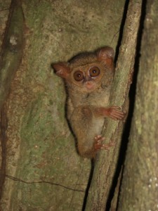 Die Tarsier-Affen sind nachtaktiv und haben riessige Augen (im Verhältnis zum Rest natürlich :-))