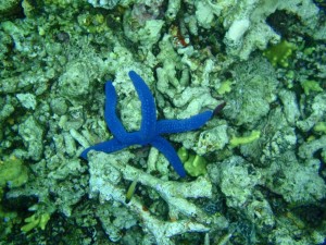 Ein blauer Seestern - fotographiert von einem unserer Inselmitbesucher