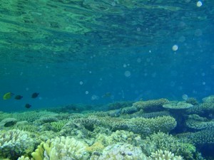 Die Riffe waren ganz flach und am schönsten eigentlich direkt unter der Wasseroberfläche - da waren die Farben am intensivsten